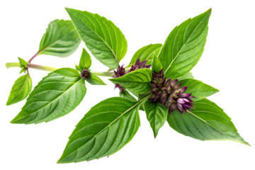 Fresh green medicinal tulsi leaves with aromatic healing properties.