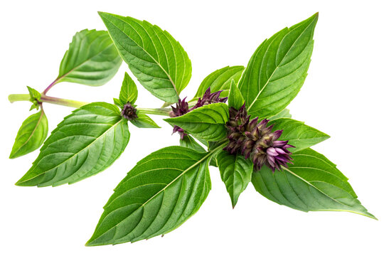 Fresh green medicinal tulsi leaves with aromatic healing properties.