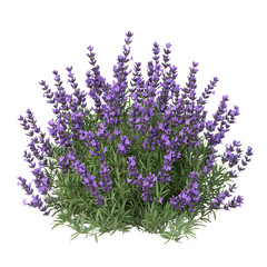 Naklejka premium Lavender Bush with Purple Blooms Isolated on Transparent Background