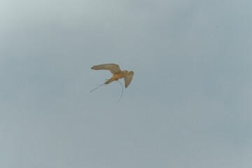 A kestrel caught a lizard