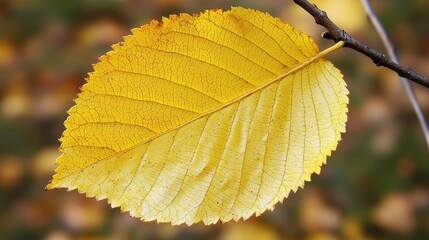 Autumn leaf close-up