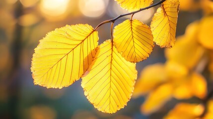 Fototapeta premium Vibrant autumn leaves bathed in sunlight