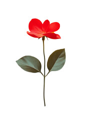 red flower isolated on white background