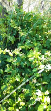 Soothing nature background with leafy branches swaying gently.