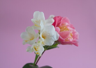 Bouquet of white  Freesias and pink camelia  in bloom, on pink bakground