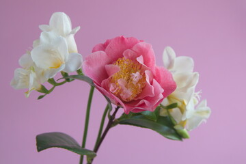 Bouquet of white  Freesias and pink camelia  in bloom, on pink bakground