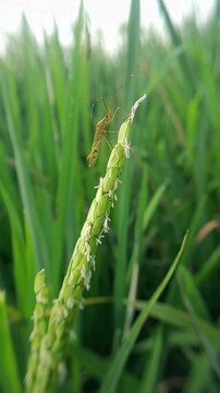 A rice pest, the brown planthopper (Leptocorisa oratorius), perches on the top of a young rice stalk.