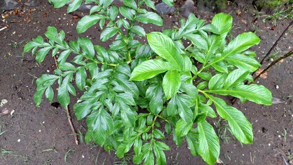 Amorphophallus Muelleri, Also Called Porang, Captured in High-Resolution with Vibrant Greenery  Great for Nature Lovers, Organic Farming, and Science Projects