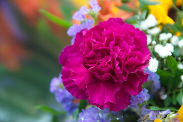 Purple Dianthus caryophyllus, carnation or clove pink,  species of Dianthus.