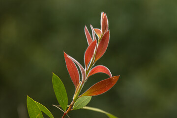 close up of new red and yellow leaves