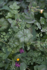 Annual flowering plants, spring herbs, botanical background