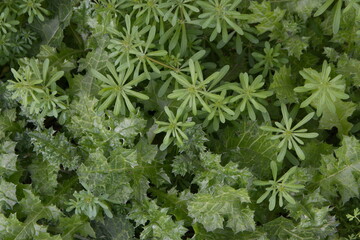 Annual flowering plants, spring herbs, botanical background