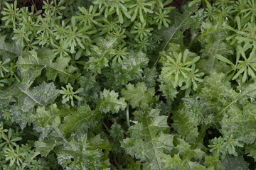 Annual flowering plants, spring herbs, botanical background