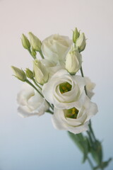 Bouquet of  white  Eustoma, commonly known as lisianthus or prairie gentian