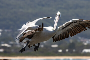 pelican in flight photo-bombed by seagull