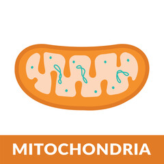 vector diagram of mitochondria cell vector illustration