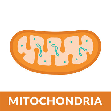 vector diagram of mitochondria cell vector illustration