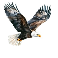 Obraz premium american bald eagle