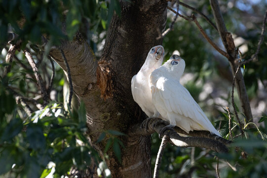 Two Little Corellas laughing