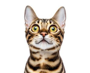 Funny Bengal Cat Reaction - A humorous portrait of a Bengal cat with an expressive, surprised face. Great for animal memes and reaction content.