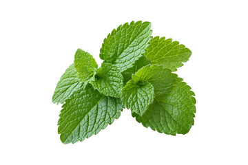 Fresh green mint leaves isolated on transparent background
