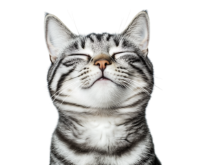Joyful Cat with Closed Eyes - Cute cat with a peaceful, happy smile and shut eyes. Perfect for emotive design elements and adorable visual content.
