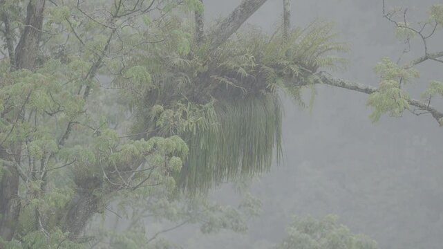 Parasitic Plant Growing on Tall Tree in Lush Tropical Forest Canopy &ndash; S-Log3 10bit 4:2:2 60fps