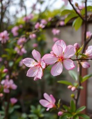 Fototapeta premium Delicate pink blossom unfolds in serene garden nook, pink flower, flower, macro