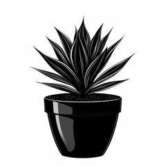 Elegant Black Pot Succulent: Modern Indoor Plant Decor with Vibrant Greenery and Ornamental Tropical Nature