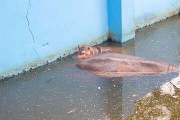 Baby hippo in Thailand
