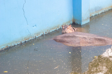 Baby hippo in Thailand