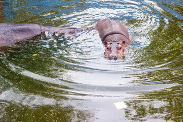 Baby hippo in Thailand