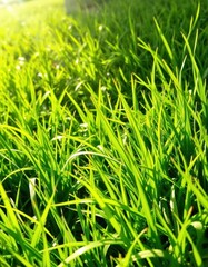 Fototapeta premium Lush, vibrant green grass texture, sunlight dappled, scenic, rural