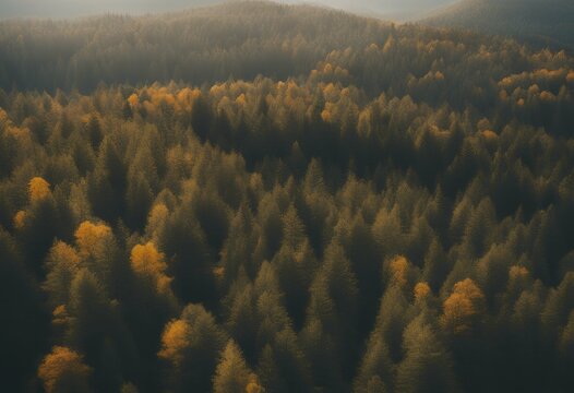 landscape randges travel green mountain autumn trees forest high nobody down aerial mount cinematic day recreation pine river stone nature fir carpathians ukraine ridges europe top environment grass