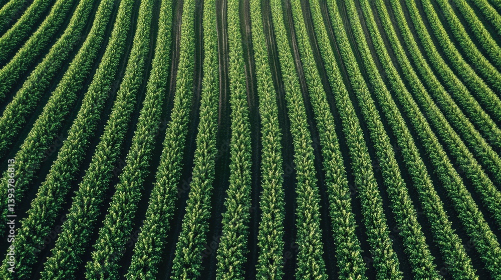 Poster a drone equipped with a camera capturing images of a soybean field from above, monitoring crop healt