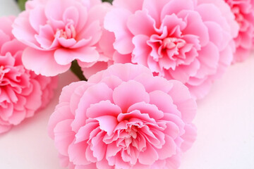 Obraz premium bunch of pink carnations on a white background