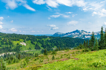 Green valley landscape. Nature in mountain countryside. Landscape of countryside valley. Mountain valley. Pine tree and mountain landscape with forest. Forest nature with mount. Nature freshness