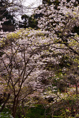 春の山　桜の木