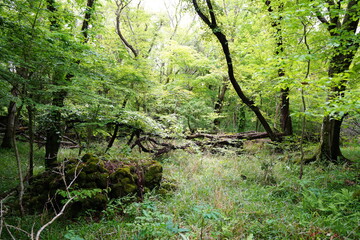 mossy rocks and old trees in old wild forest