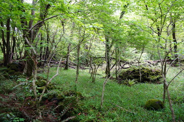 mossy rocks and old trees in old wild forest