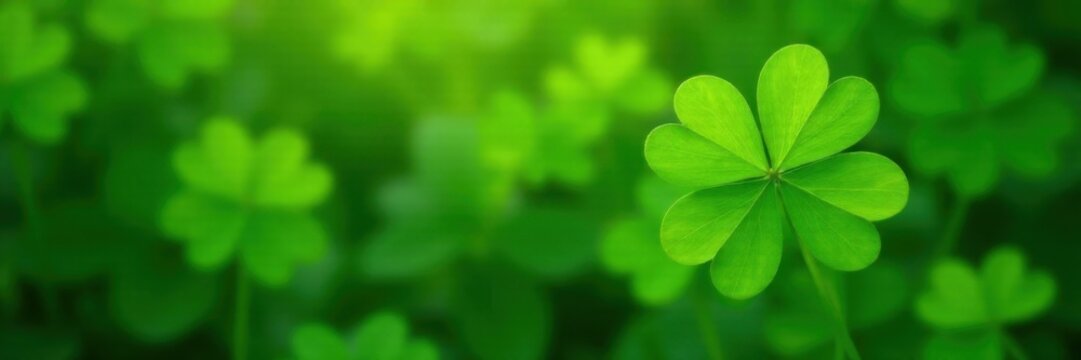 Four-leaf clover in a garden with vibrant green leaves, botanicals, botany, green