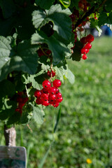 Branch of ripe red currant in the garden. Redcurrant berries close up. Detail.