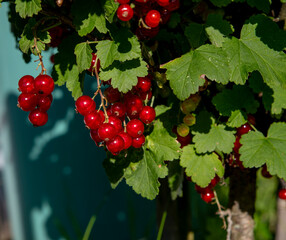 Branch of ripe red currant in the garden. Redcurrant berries close up. Detail.