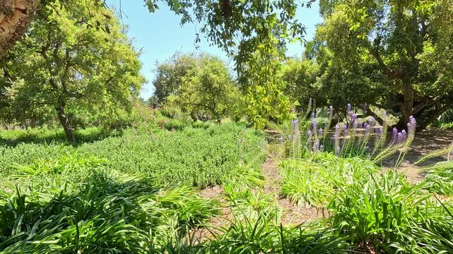 footage of a gorgeous spring landscape at the Los Angeles County Arboretum and Botanic Garden in Arcadia California USA