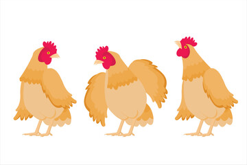 Vector illustration of chicken. Collection of vector laying hens on white background
