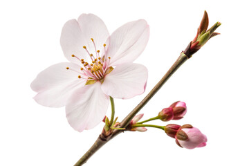 Obraz premium Pink Cherry Blossom Close-up