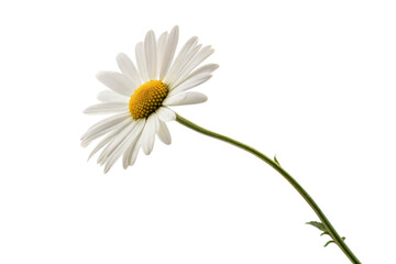 Single Daisy on Black