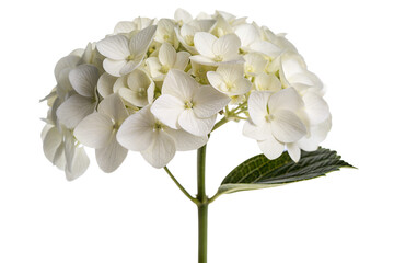 White Hydrangea Blossom