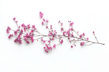 Fototapeta premium Minimalist Horizontal Dried Pink Flowers Sprig Branch Isolated on White