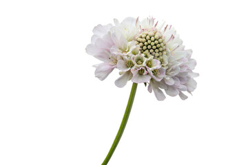 Scabiosa flower on black background